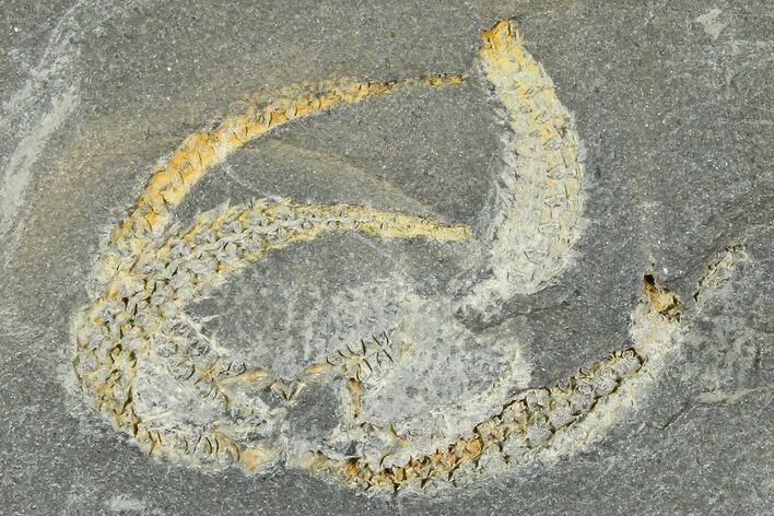 Ordovician Brittle Star (Ophiura) - Morocco #365275